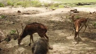 Roe Geyik Ağacı Fallow Geyik Ormanı Kırmızı Geyiği yerde duruyor ve çok güzel görünüyor. Orman ağaçlarında boynuzları olan beyaz kuyruklu geyik portresi. Chital ya da cheetal, Axis ekseni, benekli geyik ya da eksen geyiği doğa habitatında. geyik