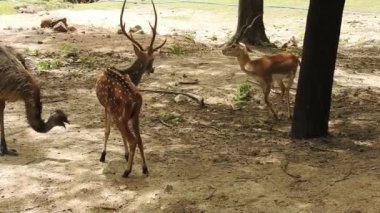 Roe Geyik Ağacı Fallow Geyik Ormanı Kırmızı Geyiği yerde duruyor ve çok güzel görünüyor. Orman ağaçlarında boynuzları olan beyaz kuyruklu geyik portresi. Chital ya da cheetal, Axis ekseni, benekli geyik ya da eksen geyiği doğa habitatında. geyik