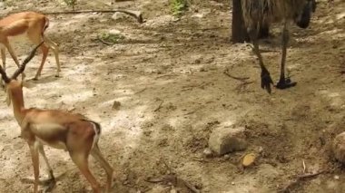 Roe Geyik Ağacı Fallow Geyik Ormanı Kırmızı Geyiği yerde duruyor ve çok güzel görünüyor. Orman ağaçlarında boynuzları olan beyaz kuyruklu geyik portresi. Chital ya da cheetal, Axis ekseni, benekli geyik ya da eksen geyiği doğa habitatında. geyik