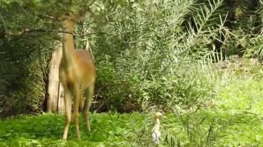 Roe Geyik Ağacı Fallow Geyik Ormanı Kırmızı Geyiği yerde duruyor ve çok güzel görünüyor. Orman ağaçlarında boynuzları olan beyaz kuyruklu geyik portresi. Chital ya da cheetal, Axis ekseni, benekli geyik ya da eksen geyiği doğa habitatında. geyik