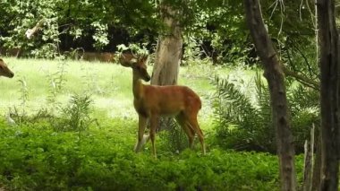 Roe Geyik Ağacı Fallow Geyik Ormanı Kırmızı Geyiği yerde duruyor ve çok güzel görünüyor. Orman ağaçlarında boynuzları olan beyaz kuyruklu geyik portresi. Chital ya da cheetal, Axis ekseni, benekli geyik ya da eksen geyiği doğa habitatında. geyik