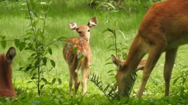 Roe Geyik Ağacı Fallow Geyik Ormanı Kırmızı Geyiği yerde duruyor ve çok güzel görünüyor. Orman ağaçlarında boynuzları olan beyaz kuyruklu geyik portresi. Chital ya da cheetal, Axis ekseni, benekli geyik ya da eksen geyiği doğa habitatında. geyik