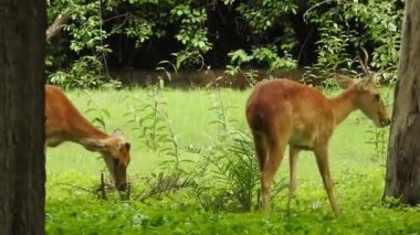 Roe Geyik Ağacı Fallow Geyik Ormanı Kırmızı Geyiği yerde duruyor ve çok güzel görünüyor. Orman ağaçlarında boynuzları olan beyaz kuyruklu geyik portresi. Chital ya da cheetal, Axis ekseni, benekli geyik ya da eksen geyiği doğa habitatında. geyik