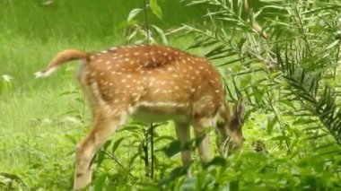 Roe Geyik Ağacı Fallow Geyik Ormanı Kırmızı Geyiği yerde duruyor ve çok güzel görünüyor. Orman ağaçlarında boynuzları olan beyaz kuyruklu geyik portresi. Chital ya da cheetal, Axis ekseni, benekli geyik ya da eksen geyiği doğa habitatında. geyik
