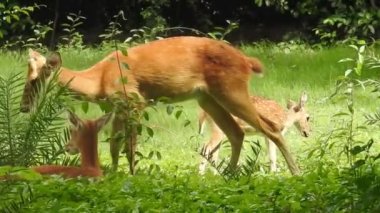 Roe Geyik Ağacı Fallow Geyik Ormanı Kırmızı Geyiği yerde duruyor ve çok güzel görünüyor. Orman ağaçlarında boynuzları olan beyaz kuyruklu geyik portresi. Chital ya da cheetal, Axis ekseni, benekli geyik ya da eksen geyiği doğa habitatında. geyik