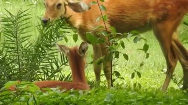 Roe Geyik Ağacı Fallow Geyik Ormanı Kırmızı Geyiği yerde duruyor ve çok güzel görünüyor. Orman ağaçlarında boynuzları olan beyaz kuyruklu geyik portresi. Chital ya da cheetal, Axis ekseni, benekli geyik ya da eksen geyiği doğa habitatında. geyik