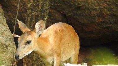 Geyik dövüşü, kızıl geyik dövüşü Cervus Elaphus. Fallow geyik çiftleşme mevsiminde dövüşüyor. Hiyerarşi kurmak için iki geyik. Kırmızı geyiklerle savaşan mızrak dövüşü. Geyik ve Tavuskuşu birlikte. Tavuskuşu dansı geyiği Chital veya cheetal,