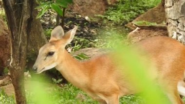 Geyik dövüşü, kızıl geyik dövüşü Cervus Elaphus. Fallow geyik çiftleşme mevsiminde dövüşüyor. Hiyerarşi kurmak için iki geyik. Kırmızı geyiklerle savaşan mızrak dövüşü. Geyik ve Tavuskuşu birlikte. Tavuskuşu dansı geyiği Chital veya cheetal,