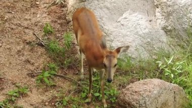 Geyik dövüşü, kızıl geyik dövüşü Cervus Elaphus. Fallow geyik çiftleşme mevsiminde dövüşüyor. Hiyerarşi kurmak için iki geyik. Kırmızı geyiklerle savaşan mızrak dövüşü. Geyik ve Tavuskuşu birlikte. Tavuskuşu dansı geyiği Chital veya cheetal,