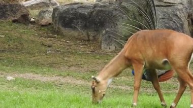 Geyik dövüşü, kızıl geyik dövüşü Cervus Elaphus. Fallow geyik çiftleşme mevsiminde dövüşüyor. Hiyerarşi kurmak için iki geyik. Kırmızı geyiklerle savaşan mızrak dövüşü. Geyik ve Tavuskuşu birlikte. Tavuskuşu dansı geyiği Chital veya cheetal,
