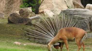 Geyik dövüşü, kızıl geyik dövüşü Cervus Elaphus. Fallow geyik çiftleşme mevsiminde dövüşüyor. Hiyerarşi kurmak için iki geyik. Kırmızı geyiklerle savaşan mızrak dövüşü. Geyik ve Tavuskuşu birlikte. Tavuskuşu dansı geyiği Chital veya cheetal,