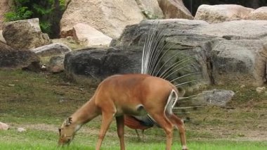 Geyik dövüşü, kızıl geyik dövüşü Cervus Elaphus. Fallow geyik çiftleşme mevsiminde dövüşüyor. Hiyerarşi kurmak için iki geyik. Kırmızı geyiklerle savaşan mızrak dövüşü. Geyik ve Tavuskuşu birlikte. Tavuskuşu dansı geyiği Chital veya cheetal,