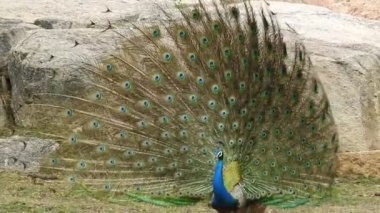 Geyik dövüşü, kızıl geyik dövüşü Cervus Elaphus. Fallow geyik çiftleşme mevsiminde dövüşüyor. Hiyerarşi kurmak için iki geyik. Kırmızı geyiklerle savaşan mızrak dövüşü. Geyik ve Tavuskuşu birlikte. Tavuskuşu dansı geyiği Chital veya cheetal,