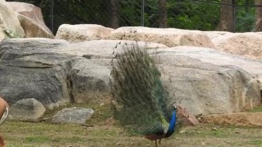 Geyik dövüşü, kızıl geyik dövüşü Cervus Elaphus. Fallow geyik çiftleşme mevsiminde dövüşüyor. Hiyerarşi kurmak için iki geyik. Kırmızı geyiklerle savaşan mızrak dövüşü. Geyik ve Tavuskuşu birlikte. Tavuskuşu dansı geyiği Chital veya cheetal,