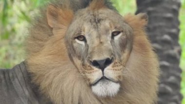 Vahşi erkek Afrika aslanı vahşi ormanda yürüyor. Afrika aslanı vahşi ormanda yürürken yüzünü yaklaştı. Güzel bir sesle kükreyen büyük bir erkek aslan. Afrika 'daki Kruger Ulusal Parkı' nda büyük bir erkek aslan kükrer..