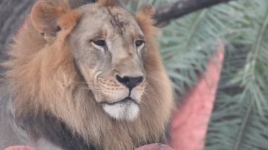Vahşi erkek Afrika aslanı vahşi ormanda yürüyor. Afrika aslanı vahşi ormanda yürürken yüzünü yaklaştı. Güzel bir sesle kükreyen büyük bir erkek aslan. Afrika 'daki Kruger Ulusal Parkı' nda büyük bir erkek aslan kükrer..