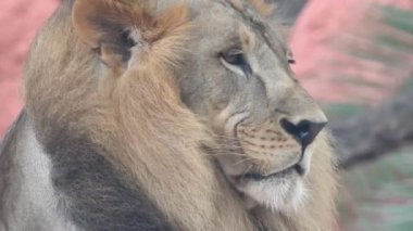 Aslan ve Aslan Kız Mouth 'u açıyor. Orman kralı kükreyen ormandaki dişlerin detaylı görüntüsü. Aslanların başı, yakından ve detaylı. Aslanın kükremesi, Ngorongoro Koruma. Aslan oturuyor, kükreyen, yakından bakan aslan; Orman Kralı Aslan 