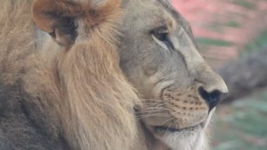 Aslan ve Aslan Kız Mouth 'u açıyor. Orman kralı kükreyen ormandaki dişlerin detaylı görüntüsü. Aslanların başı, yakından ve detaylı. Aslanın kükremesi, Ngorongoro Koruma. Aslan oturuyor, kükreyen, yakından bakan aslan; Orman Kralı Aslan 