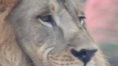 Aslan ve Aslan Kız Mouth 'u açıyor. Orman kralı kükreyen ormandaki dişlerin detaylı görüntüsü. Aslanların başı, yakından ve detaylı. Aslanın kükremesi, Ngorongoro Koruma. Aslan oturuyor, kükreyen, yakından bakan aslan; Orman Kralı Aslan 