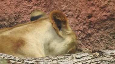 Aslan ve Aslan Kız Mouth 'u açıyor. Orman kralı kükreyen ormandaki dişlerin detaylı görüntüsü. Aslanların başı, yakından ve detaylı. Aslanın kükremesi, Ngorongoro Koruma. Aslan oturuyor, kükreyen, yakından bakan aslan; Orman Kralı Aslan 