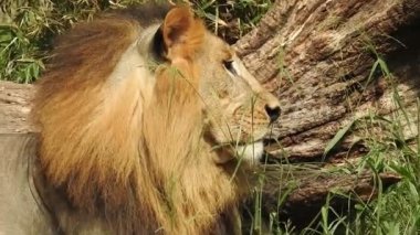 Aslan ve Aslan Kız Mouth 'u açıyor. Orman kralı kükreyen ormandaki dişlerin detaylı görüntüsü. Aslanların başı, yakından ve detaylı. Aslanın kükremesi, Ngorongoro Koruma. Aslan oturuyor, kükreyen, yakından bakan aslan; Orman Kralı Aslan 