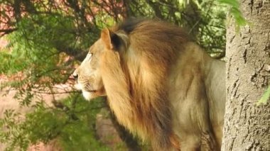 Afrika Aslanları Koruma Projesi. Aslan 'ın yeşil arka planda ağaçlar ve çimlerle ormanda otururken çekilmiş manzara fotoğrafı. Kameraya bakan aslan, Orman Kralı Lon oturuyor ve kameraya doğru bakıyor. Aslan görünümlü 