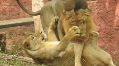 Afrika Aslanları Koruma Projesi. Aslan 'ın yeşil arka planda ağaçlar ve çimlerle ormanda otururken çekilmiş manzara fotoğrafı. Kameraya bakan aslan, Orman Kralı Lon oturuyor ve kameraya doğru bakıyor. Aslan görünümlü 