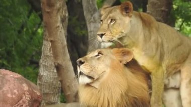 Afrika Aslanları Koruma Projesi. Aslan 'ın yeşil arka planda ağaçlar ve çimlerle ormanda otururken çekilmiş manzara fotoğrafı. Kameraya bakan aslan, Orman Kralı Lon oturuyor ve kameraya doğru bakıyor. Aslan görünümlü 