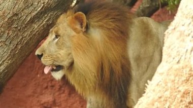 Afrika Aslanları Koruma Projesi. Aslan 'ın yeşil arka planda ağaçlar ve çimlerle ormanda otururken çekilmiş manzara fotoğrafı. Kameraya bakan aslan, Orman Kralı Lon oturuyor ve kameraya doğru bakıyor. Aslan görünümlü 