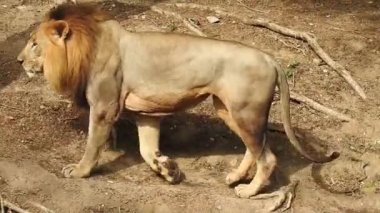 Afrika Aslanları Koruma Projesi. Aslan 'ın yeşil arka planda ağaçlar ve çimlerle ormanda otururken çekilmiş manzara fotoğrafı. Kameraya bakan aslan, Orman Kralı Lon oturuyor ve kameraya doğru bakıyor. Aslan görünümlü 