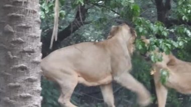 Afrika Aslanları Koruma Projesi. Aslan 'ın yeşil arka planda ağaçlar ve çimlerle ormanda otururken çekilmiş manzara fotoğrafı. Kameraya bakan aslan, Orman Kralı Lon oturuyor ve kameraya doğru bakıyor. Aslan görünümlü 