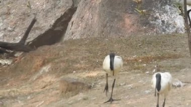 Afrika Aslanları Koruma Projesi. Aslan 'ın yeşil arka planda ağaçlar ve çimlerle ormanda otururken çekilmiş manzara fotoğrafı. Kameraya bakan aslan, Orman Kralı Lon oturuyor ve kameraya doğru bakıyor. Aslan görünümlü 