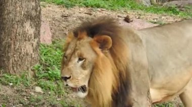Afrika Aslanları Koruma Projesi. Aslan 'ın yeşil arka planda ağaçlar ve çimlerle ormanda otururken çekilmiş manzara fotoğrafı. Kameraya bakan aslan, Orman Kralı Lon oturuyor ve kameraya doğru bakıyor. Aslan görünümlü 