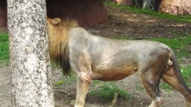 Afrika Aslanları Koruma Projesi. Aslan 'ın yeşil arka planda ağaçlar ve çimlerle ormanda otururken çekilmiş manzara fotoğrafı. Kameraya bakan aslan, Orman Kralı Lon oturuyor ve kameraya doğru bakıyor. Aslan görünümlü 