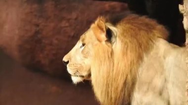 Afrika Aslanları Koruma Projesi. Aslan 'ın yeşil arka planda ağaçlar ve çimlerle ormanda otururken çekilmiş manzara fotoğrafı. Kameraya bakan aslan, Orman Kralı Lon oturuyor ve kameraya doğru bakıyor. Aslan görünümlü 