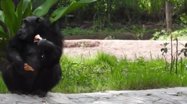 Kara Ayı anne ve akşam güneşinde otlayan üç yavrusu, rüzgarlı bir sabahta başını göstermek için biraz yakınlaştılar; Asya Siyah Ayı Vahşi Yaşam Sığınağı. Ayı yavruları birbirleriyle oynuyor ve büyük bir ağaç ayısına tırmanıyor.