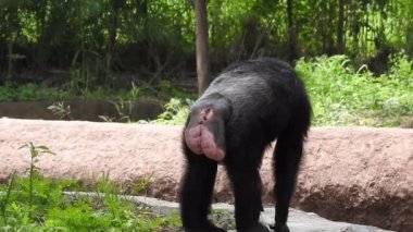 Güney Afrika 'nın göbeğindeki bir şempanze portresi, yetişkin şempanze tünekleri hayvanat bahçesindeki çimlerin üzerinde keyif alır. Güneşli bir günde etrafı bulanık zengin bitki örtüsüyle çevrili bir maymunun yakın çekimi. Şempanze uzun uzun bakıyor, şempanze.