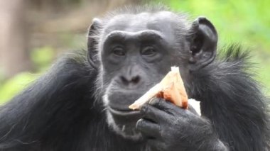 Güney Afrika 'nın göbeğindeki bir şempanze portresi, yetişkin şempanze tünekleri hayvanat bahçesindeki çimlerin üzerinde keyif alır. Güneşli bir günde etrafı bulanık zengin bitki örtüsüyle çevrili bir maymunun yakın çekimi. Şempanze uzun uzun bakıyor, şempanze.
