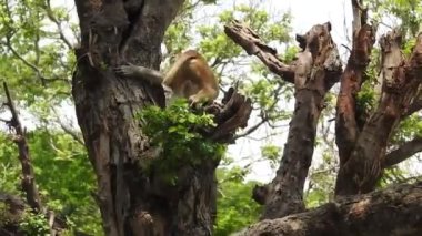 Daldaki şirin maymun portresi kameraya bakıyor. Ağaç dallarında oynaşan oldukça ıslak bir maymun. Egzotik ormanda vahşi yaşamın komik bir sahnesi. Saimiri Sciurus olarak da bilinen yavru sincap maymunu ağaçta yiyecek arıyor. Şirin maymun ve bebek maymun