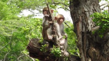Daldaki şirin maymun portresi kameraya bakıyor. Ağaç dallarında oynaşan oldukça ıslak bir maymun. Egzotik ormanda vahşi yaşamın komik bir sahnesi. Saimiri Sciurus olarak da bilinen yavru sincap maymunu ağaçta yiyecek arıyor. Şirin maymun ve bebek maymun