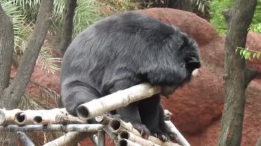 Büyük siyah ayı yiyecek aramak için ormanda sinsice dolaşıyor. Kahverengi ayı yiyecek arıyor. Ayılar ormanda beslenir. Avrupa vahşi doğası. Akşamları siyah ayı yavrusu, bir siyah ayı kameraya doğru yürür ve ayıyı ormanın içinde durdurur.