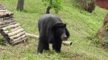 Büyük siyah ayı yiyecek aramak için ormanda sinsice dolaşıyor. Kahverengi ayı yiyecek arıyor. Ayılar ormanda beslenir. Avrupa vahşi doğası. Akşamları siyah ayı yavrusu, bir siyah ayı kameraya doğru yürür ve ayıyı ormanın içinde durdurur.