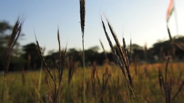 Parkta Gün Batımında Güneş Işığı Yansıyan Altın Kahverengi Çimenler Romantik — Stok video