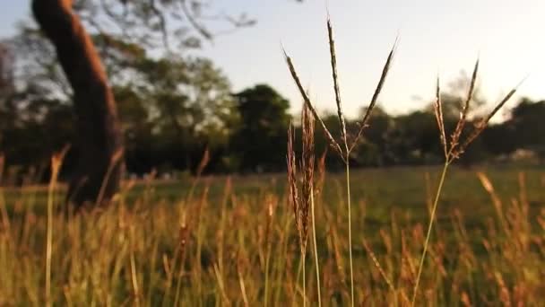 Золота Коричнева Трава Відбиттям Сонячного Світла Під Час Заходу Сонця — стокове відео