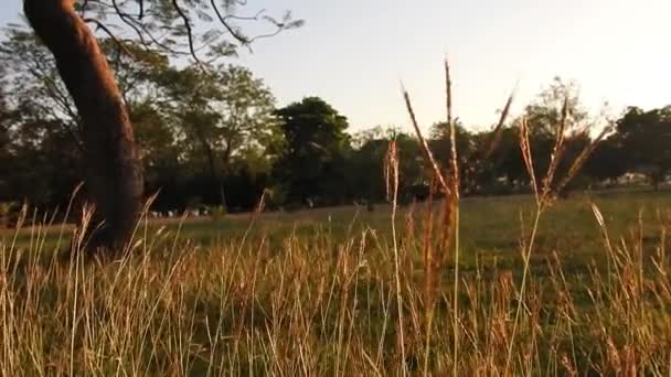 공원에서 햇빛에 반사되는 황금빛 로맨틱 장면을 비디오 아름다운 황금빛 석양이 — 비디오