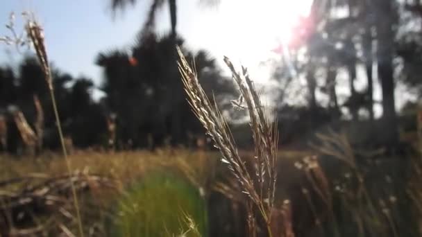 Iarbă Aurie Maro Reflecție Lumina Soarelui Timpul Apusului Soare Parc — Videoclip de stoc