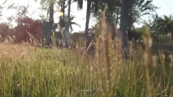 公園の日没時に太陽の光の反射を持つ金と茶色の草 ロマンチックなシーンのためのシネマティックモーションビデオ 夕日と美しい風景黄金の草ブラウンマクロとクローズアップキュペロスRotundasも緑と観賞用の草として知られています — ストック動画