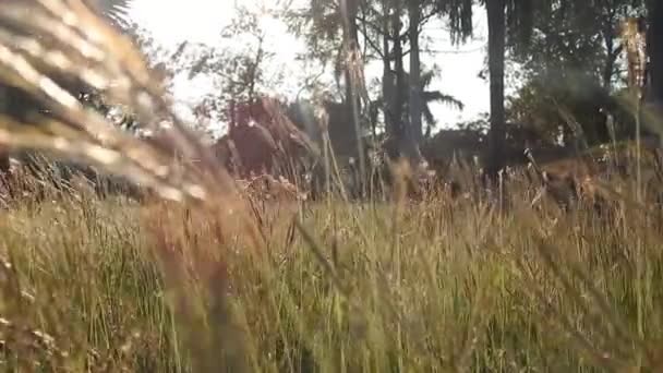 Guld Och Brunt Gräs Med Solljus Reflektion Solnedgången Parken Cinematic — Stockvideo