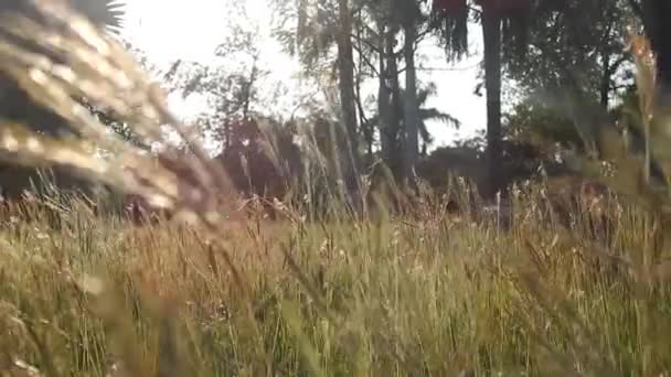 金色和褐色的草地 日落时在公园里反射阳光 一个电影运动的浪漫场景视频 美丽的风景秀丽的金黄色草地 有落日的褐色巨藻和特写的独眼蓝藻 也被称为绿草 — 图库视频影像