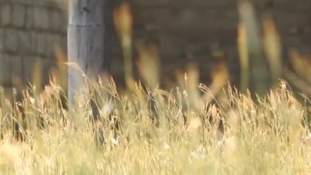 Guld Och Brunt Gräs Med Solljus Reflektion Solnedgången Parken Cinematic — Stockvideo